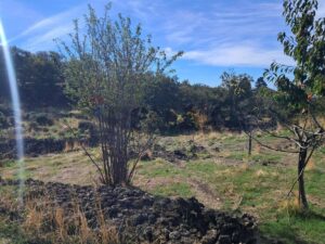 Terreno in vendita a Santa Maria di Licodia, Contrada Inchiuso – foto 3