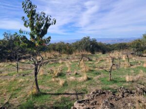 Terreno in vendita a Santa Maria di Licodia, Contrada Inchiuso – foto 5