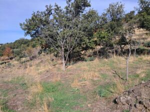 Terreno in vendita a Santa Maria di Licodia, Contrada Inchiuso – foto 6