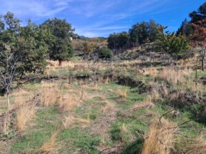 Terreno in vendita a Santa Maria di Licodia, Contrada Inchiuso – foto 7