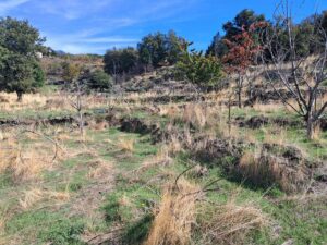 Terreno in vendita a Santa Maria di Licodia, Contrada Inchiuso – foto 8